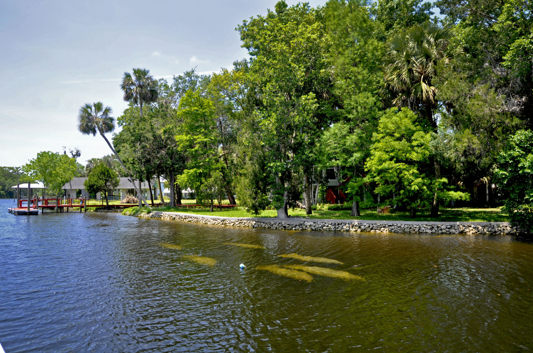 Manatees.jpg